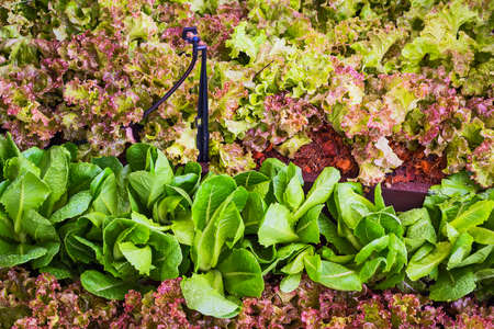 Fresh red oak lettuce with green oak lettuce and cos lettuceの写真素材