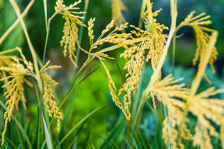 Close up of golden rice paddy in rice field.の写真素材