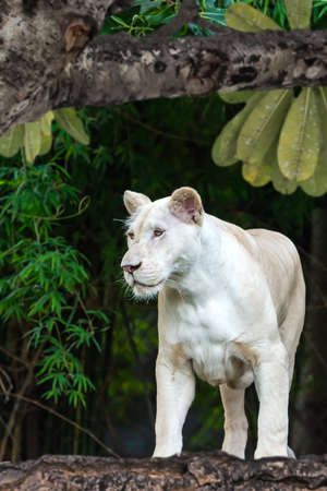 Close up white baby lion.の写真素材
