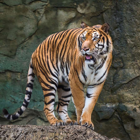 Tiger looking at me and get angry.
の写真素材