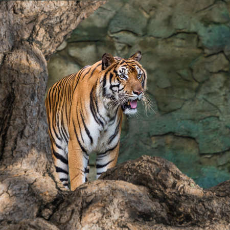 Tiger look at what lies ahead.の写真素材