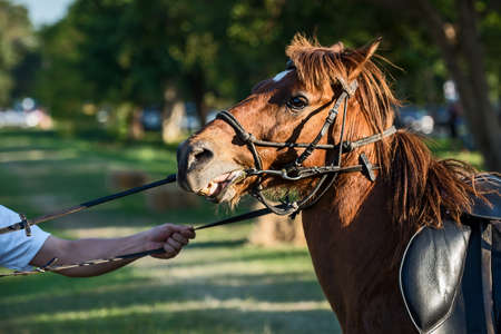 chestnut horse being led to pasture.の写真素材