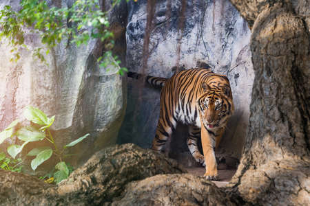 The tiger walks out of the cave.の写真素材