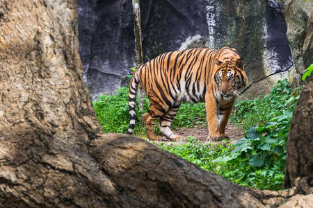 Tiger looking at me and get angry.
の写真素材