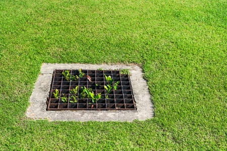 The sewer grate on the lawn - drainage for heavy rain.