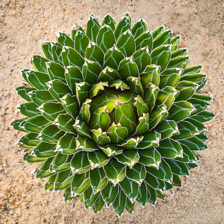 Green cactus, Agave victoriae-reginae.の写真素材