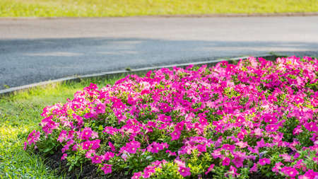 Pink morning glory (Ipomoea Purpurea) in garden.の写真素材