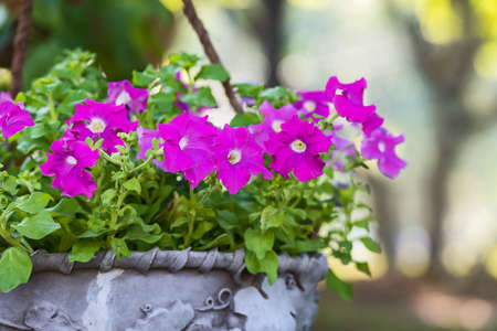 Pink morning glory (Ipomoea Purpurea) in basket.
の写真素材