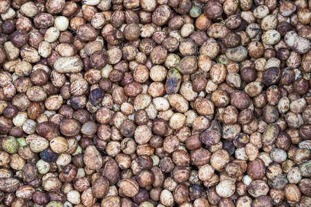 Bambarra Groundnut, originated in West Africa, its pods ripens underground like peanut.の写真素材
