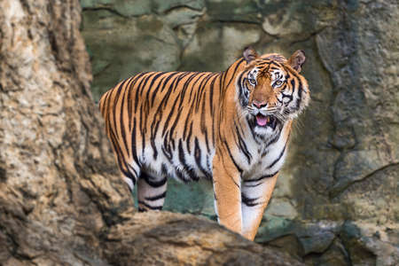 Tiger stands at something in the forest.
