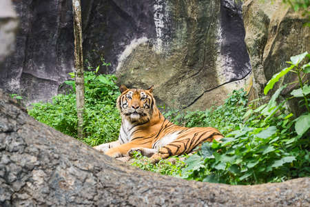 Tiger looking something with interest.の写真素材