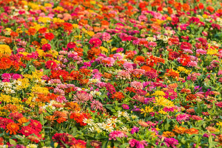 Zinnia violacea cav flower in the garden.の写真素材