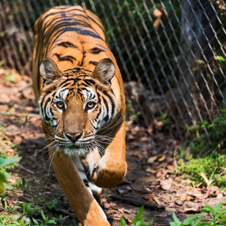 Tiger looking at me and get angry.
の写真素材