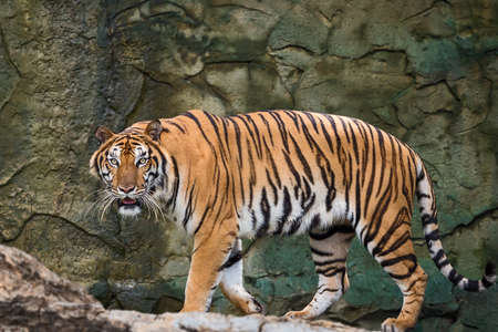 Tiger looking at me and get angry.
の写真素材