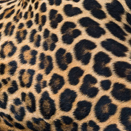Close up leopard fur background.の写真素材