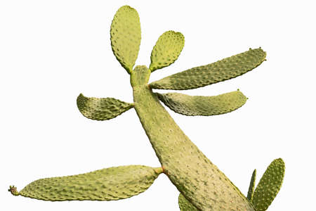 Opuntia cactus isolated on white background.の写真素材