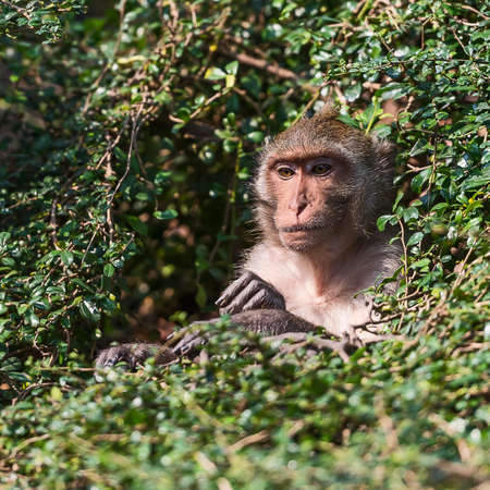 Monkey sitting in a bush.
