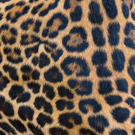 Close up leopard fur background.の写真素材