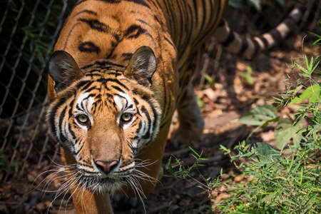 That tiger look straight at me, it so scary.の写真素材