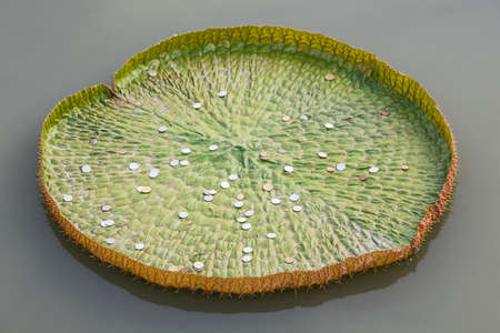 Victoria lotus leaf It's big and has a lot of coins on a lotus leaf.の写真素材
