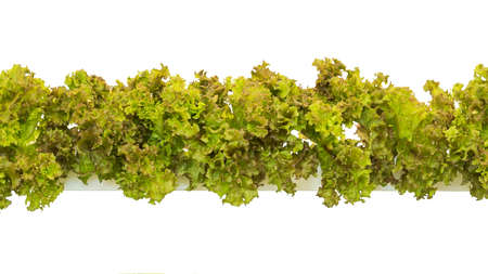 Red oak lettuce in hydroponic tray planting farm for salad concept, isolated on white background.の写真素材