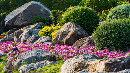 Pink morning glory (Ipomoea Purpurea) in garden.の写真素材