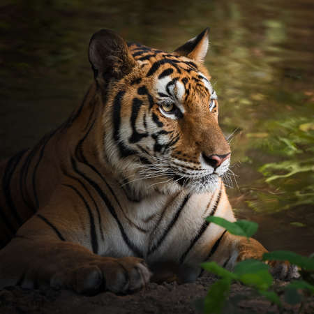 Tiger relax time in the pool.の写真素材