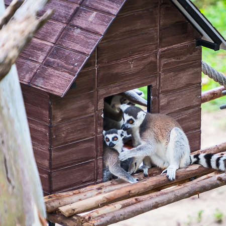 Ring-tailed lemur (Lemur catta)の写真素材