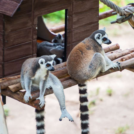 Ring-tailed lemur (Lemur catta)