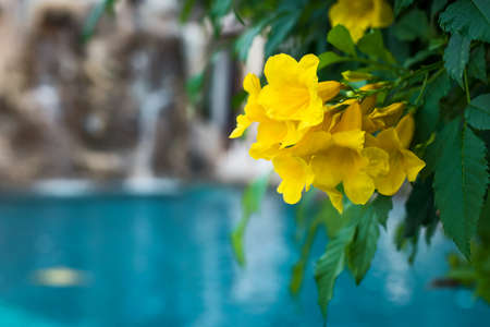 Silver trumpet tree blooming, Colorful flower bloom.の写真素材