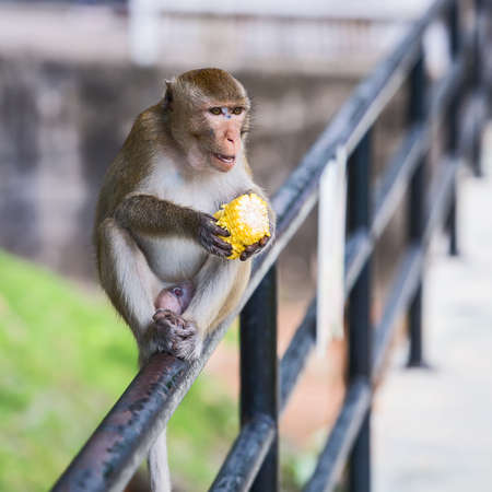 Little monkey sit on the stairs rail and enjoy eating a sweet corn.の写真素材