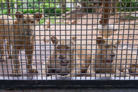 Three lions are in the cage of the zoo.の写真素材