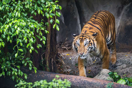 The tiger is focusing on something seriously.の写真素材