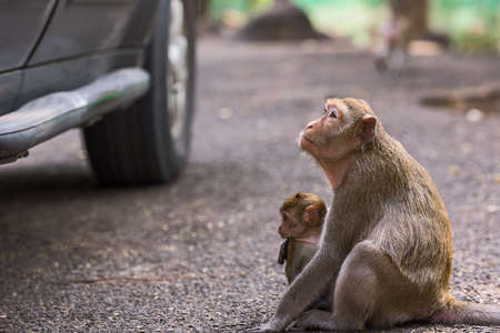 The monkeys sitting next to a car waiting for a food from peoples inside.の写真素材