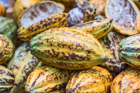 Fresh cocoa pod cut exposing cocoa seeds, with a cocoa plant in background.の写真素材