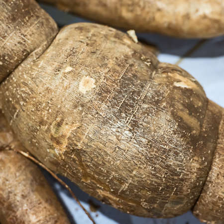 Big cassava root in farm.の写真素材
