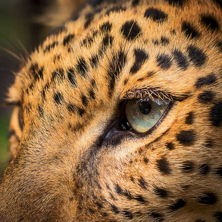 Close-up eye of Leopard.の写真素材