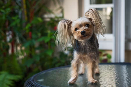 Yorkshire Terrier is focusing on something seriously.の写真素材