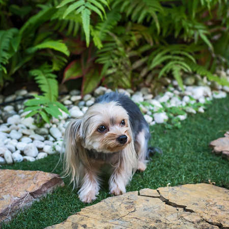 Yorkshire Terrier is focusing on something seriously.の写真素材