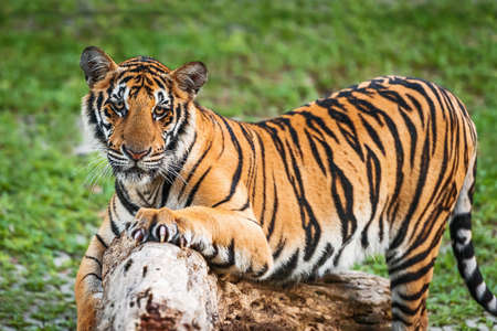 That tiger look straight at me, it so scary.