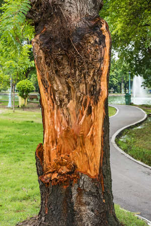 Broken tree in public park.の写真素材