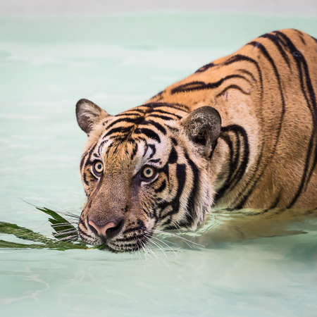 Tiger in the pond, To relax on a hot day.の写真素材