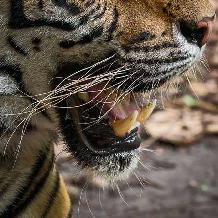 The mouth and teeth of wild tigers.