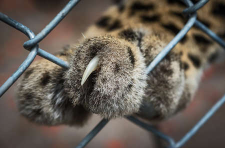 Close up of hand of tiger feet perching cage.