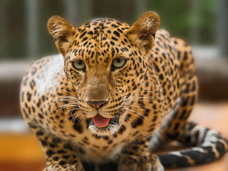 Close-up of portrait leopard.の写真素材