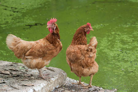 Red hen on farm. Homemade poultry. Rustic look.の写真素材