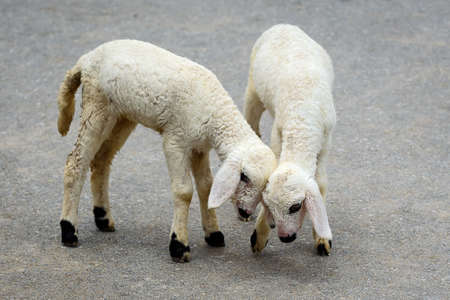 Two lambs in a street.の写真素材