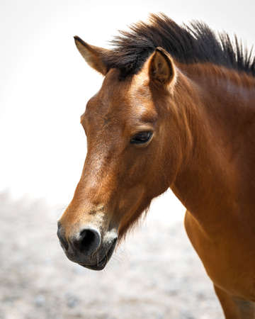 A head shot of a pretty horse.の写真素材