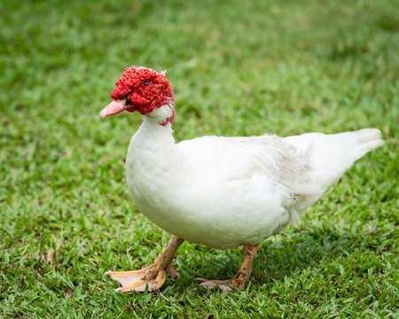 Muscovy gorgeous in the grass background.の写真素材
