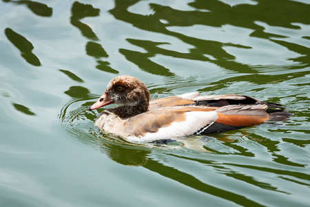 Egyptian goose swimming on a lake.の写真素材